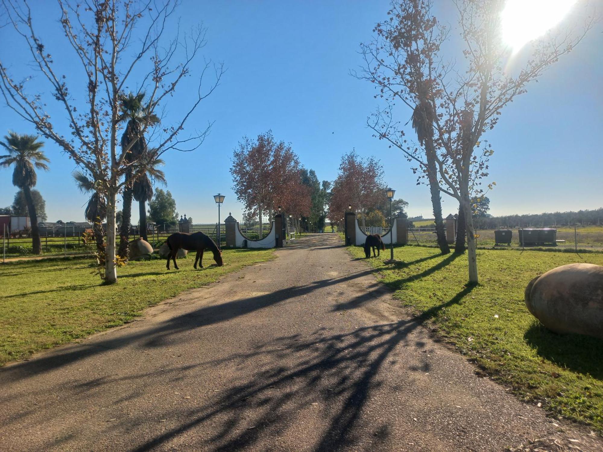 Villa Cortijo La Amazona Siviglia Esterno foto